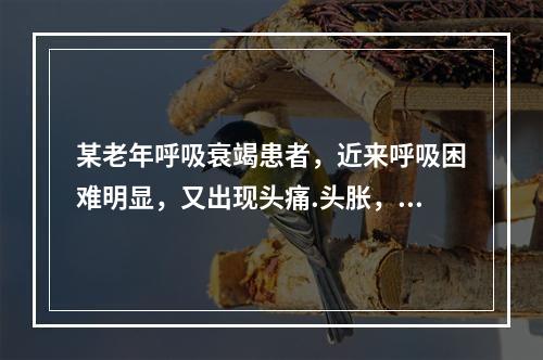 某老年呼吸衰竭患者，近来呼吸困难明显，又出现头痛.头胀，且日