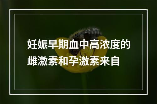 妊娠早期血中高浓度的雌激素和孕激素来自