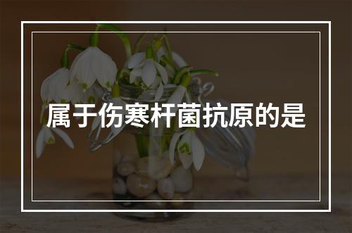 属于伤寒杆菌抗原的是