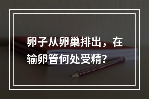 卵子从卵巢排出，在输卵管何处受精？