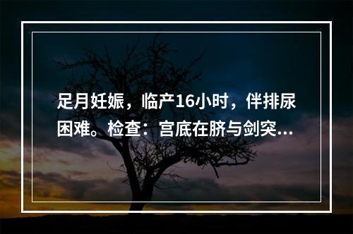 足月妊娠，临产16小时，伴排尿困难。检查：宫底在脐与剑突之间