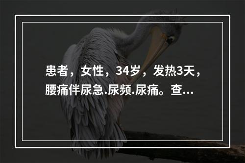 患者，女性，34岁，发热3天，腰痛伴尿急.尿频.尿痛。查尿白