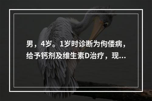 男，4岁。1岁时诊断为佝偻病，给予钙剂及维生素D治疗，现钙.