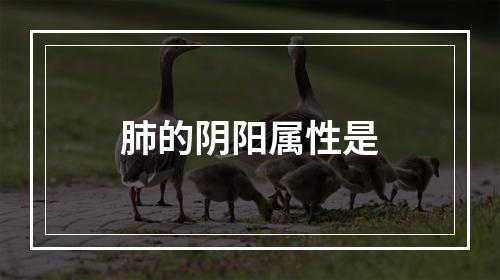 肺的阴阳属性是