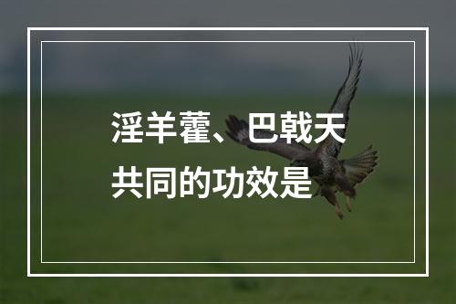 淫羊藿、巴戟天共同的功效是