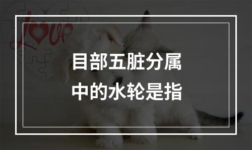 目部五脏分属中的水轮是指