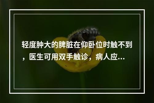 轻度肿大的脾脏在仰卧位时触不到，医生可用双手触诊，病人应取哪