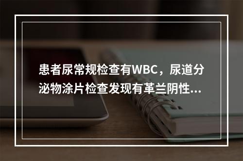 患者尿常规检查有WBC，尿道分泌物涂片检查发现有革兰阴性双球