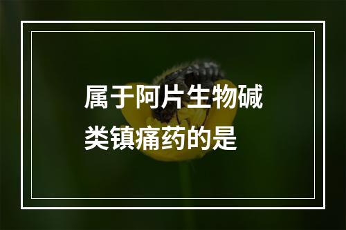 属于阿片生物碱类镇痛药的是