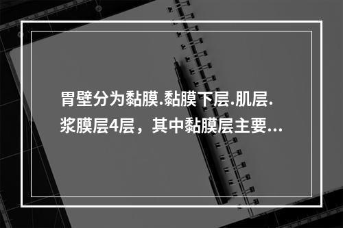 胃壁分为黏膜.黏膜下层.肌层.浆膜层4层，其中黏膜层主要由下