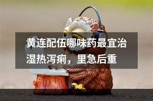 黄连配伍哪味药最宜治湿热泻痢，里急后重