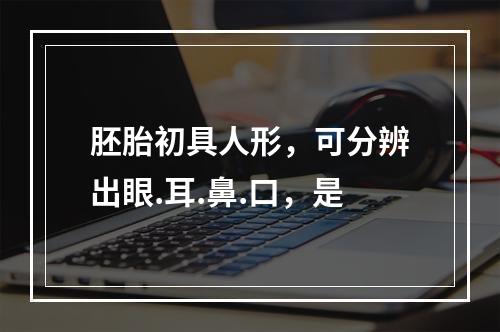 胚胎初具人形，可分辨出眼.耳.鼻.口，是