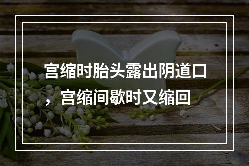 宫缩时胎头露出阴道口，宫缩间歇时又缩回