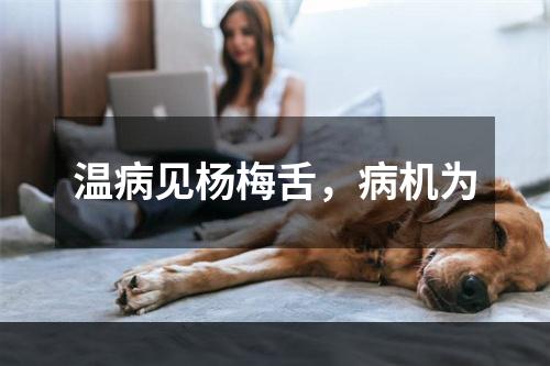 温病见杨梅舌，病机为