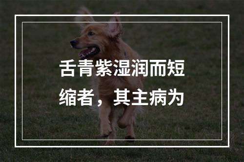 舌青紫湿润而短缩者，其主病为