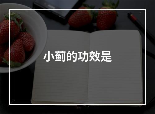 小蓟的功效是