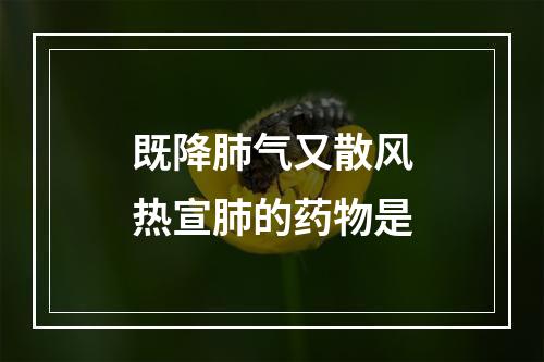 既降肺气又散风热宣肺的药物是