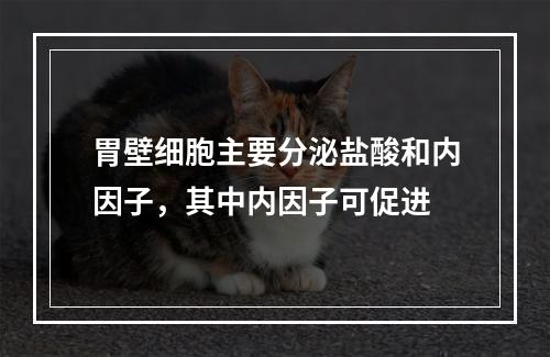 胃壁细胞主要分泌盐酸和内因子，其中内因子可促进