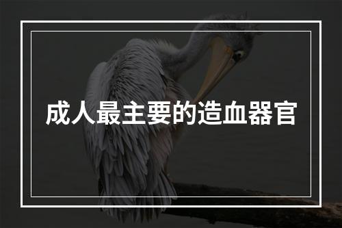 成人最主要的造血器官