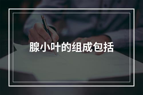 腺小叶的组成包括