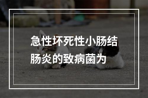 急性坏死性小肠结肠炎的致病菌为