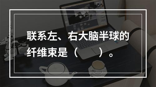 联系左、右大脑半球的纤维束是（　　）。