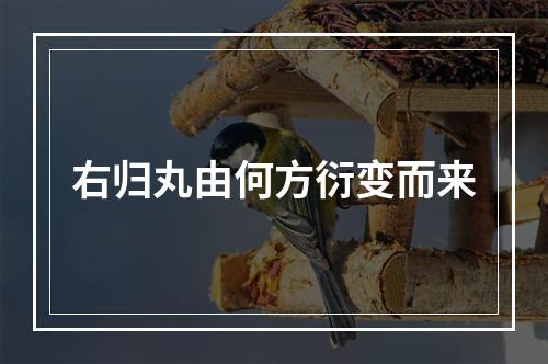 右归丸由何方衍变而来