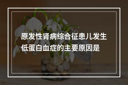 原发性肾病综合征患儿发生低蛋白血症的主要原因是