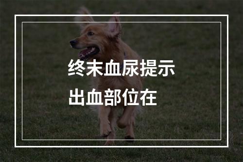 终末血尿提示出血部位在