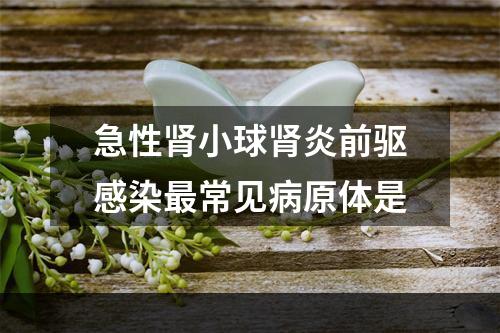 急性肾小球肾炎前驱感染最常见病原体是