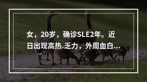 女，20岁，确诊SLE2年。近日出现高热.乏力，外周血白细胞