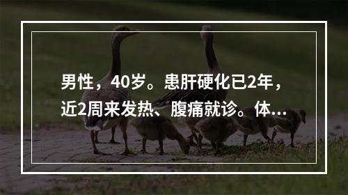 男性，40岁。患肝硬化已2年，近2周来发热、腹痛就诊。体检：