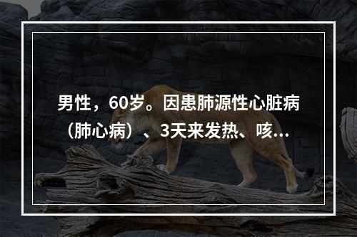 男性，60岁。因患肺源性心脏病（肺心病）、3天来发热、咳黄脓