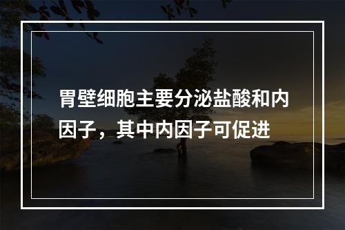 胃壁细胞主要分泌盐酸和内因子，其中内因子可促进