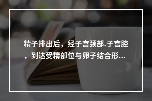 精子排出后，经子宫颈部.子宫腔，到达受精部位与卵子结合形成受