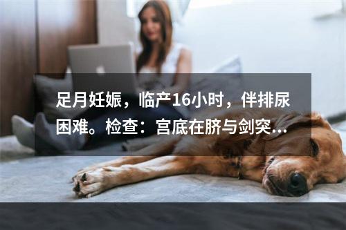 足月妊娠，临产16小时，伴排尿困难。检查：宫底在脐与剑突之间