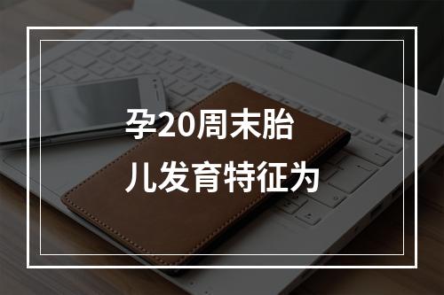 孕20周末胎儿发育特征为