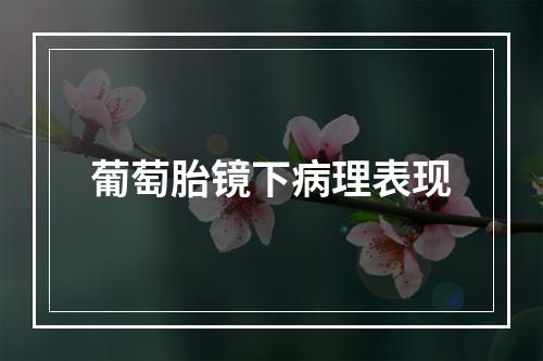 葡萄胎镜下病理表现