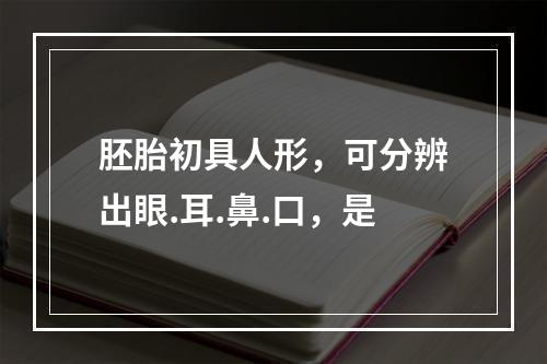 胚胎初具人形，可分辨出眼.耳.鼻.口，是