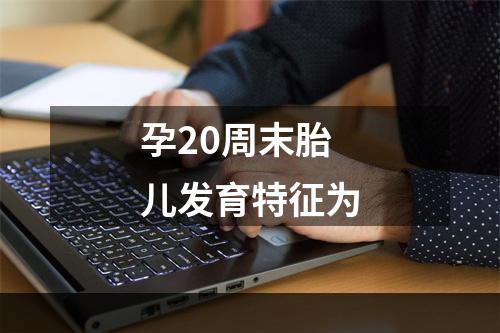 孕20周末胎儿发育特征为