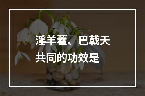 淫羊藿、巴戟天共同的功效是