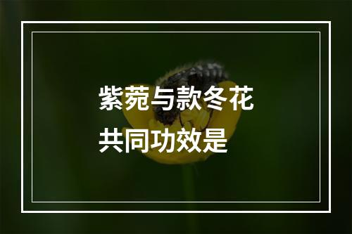 紫菀与款冬花共同功效是