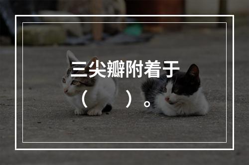 三尖瓣附着于（　　）。