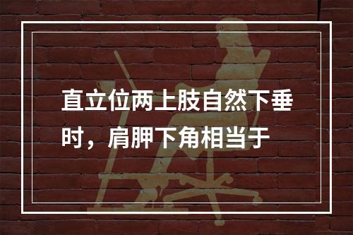 直立位两上肢自然下垂时，肩胛下角相当于