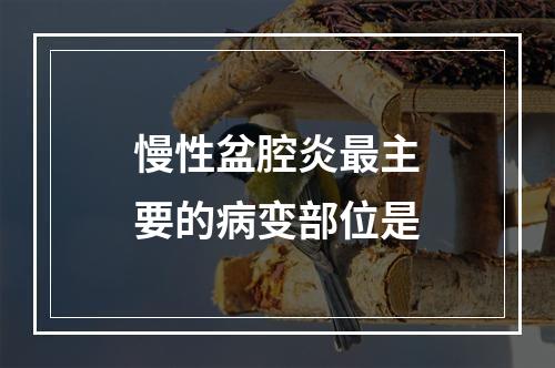 慢性盆腔炎最主要的病变部位是