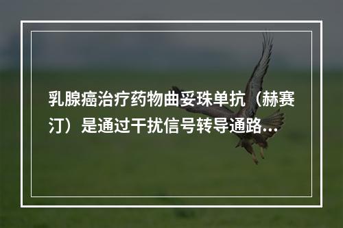 乳腺癌治疗药物曲妥珠单抗（赫赛汀）是通过干扰信号转导通路治疗