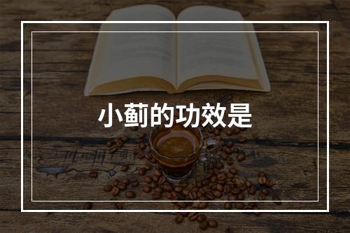 小蓟的功效是