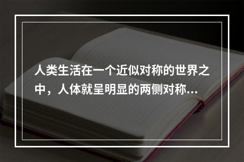 人类生活在一个近似对称的世界之中，人体就呈明显的两侧对称。