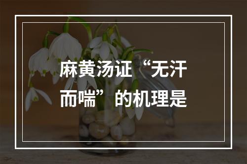 麻黄汤证“无汗而喘”的机理是