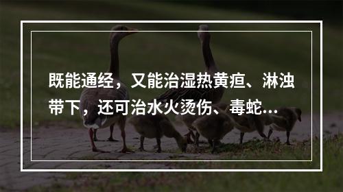 既能通经，又能治湿热黄疸、淋浊带下，还可治水火烫伤、毒蛇咬伤